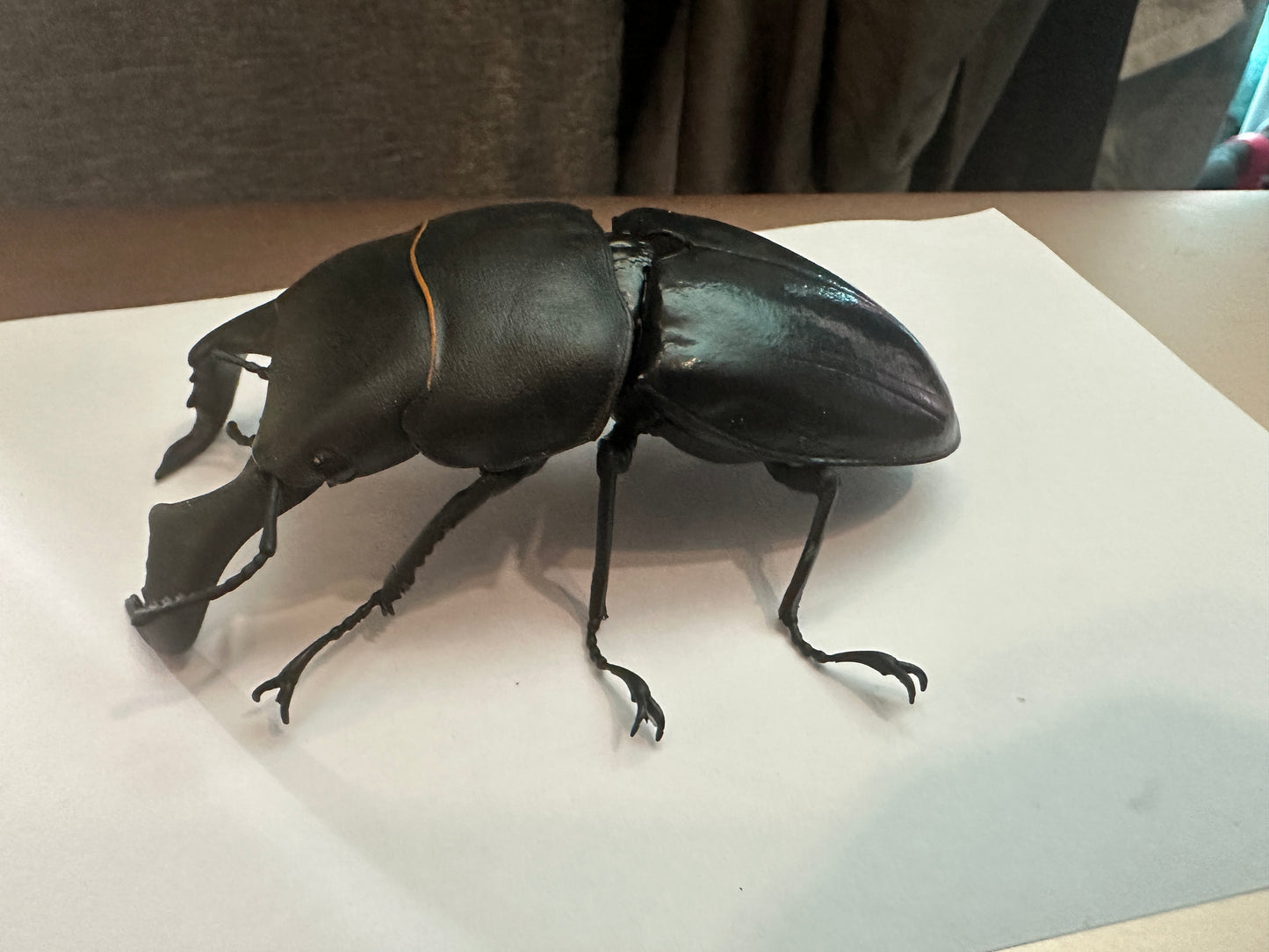 Dorcus bucephalus Ox-Headed Stag Beetle PVC Action Figure model with joints