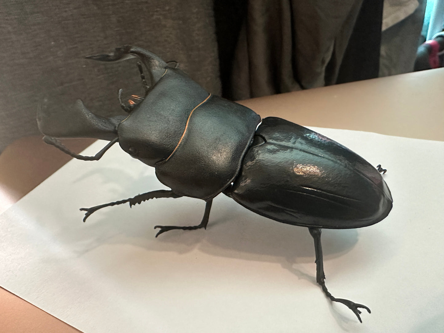 Dorcus bucephalus Ox-Headed Stag Beetle PVC Action Figure model with joints