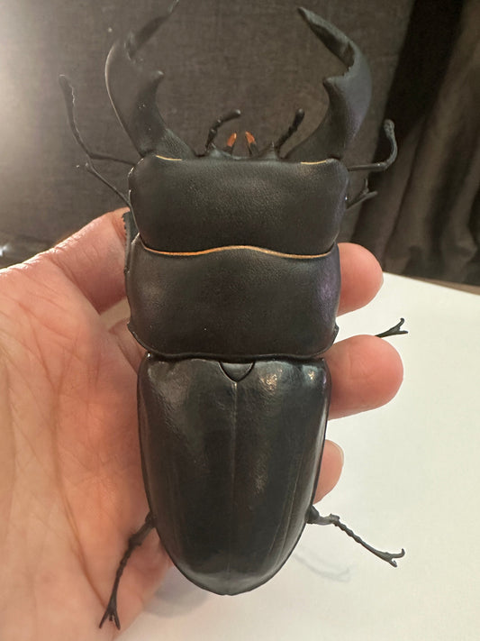 Dorcus bucephalus Ox-Headed Stag Beetle PVC Action Figure model with joints