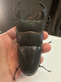 Dorcus bucephalus Ox-Headed Stag Beetle PVC Action Figure model with joints