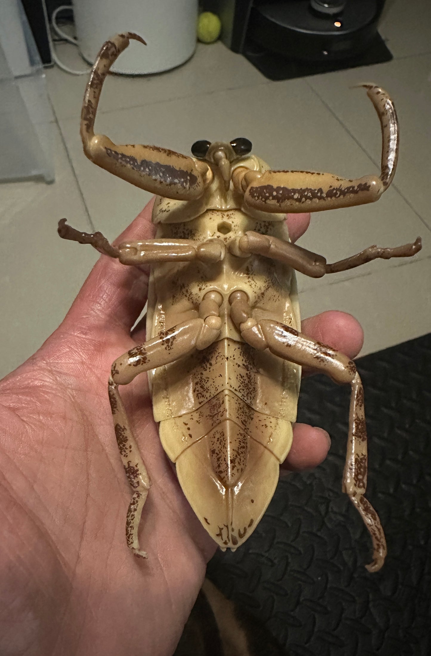 Japan Oriental Giant Water Bug Insect (Light Color)  PVC figurine Figure model with joints