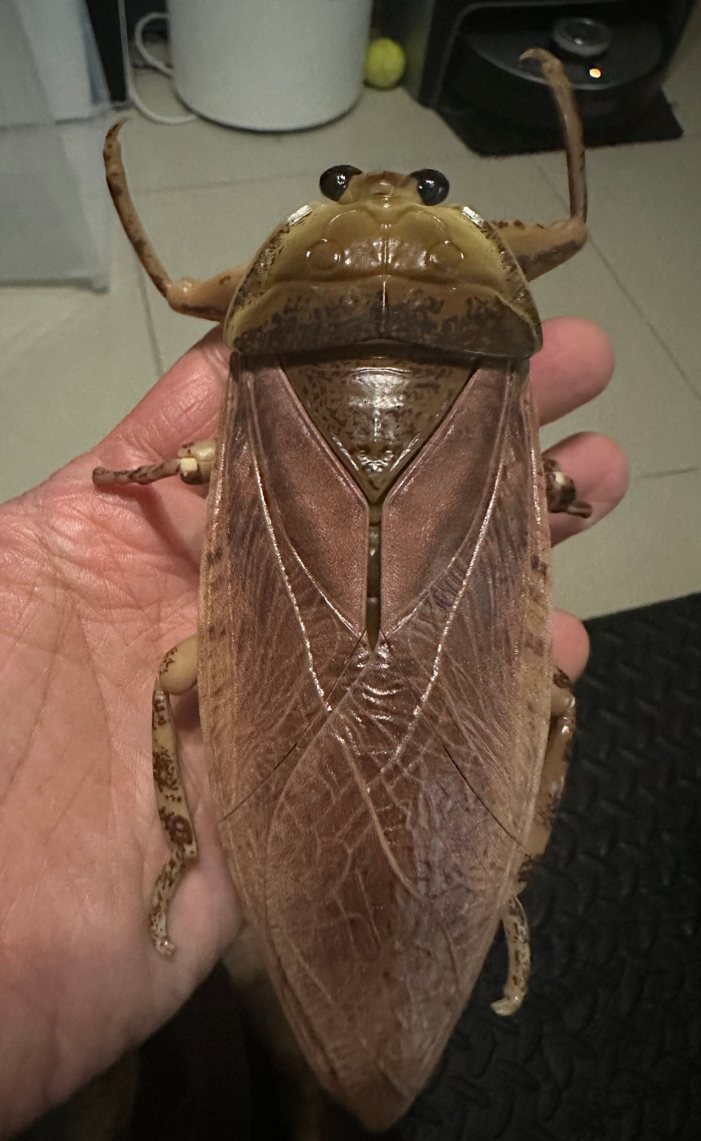 Japan Oriental Giant Water Bug Insect (Light Color)  PVC figurine Figure model with joints