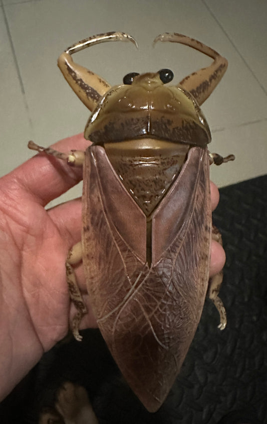 Japan Oriental Giant Water Bug Insect (Light Color)  PVC figurine Figure model with joints