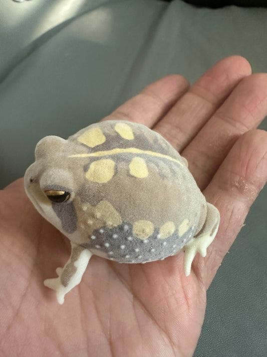 Japan Fluff Bushveld rain frog Toad Super Q Model Figure Figurine B
