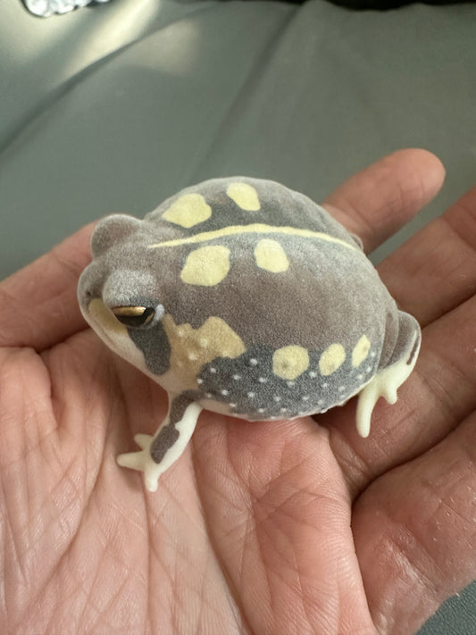 Japan Fluff Bushveld rain frog Toad Super Q Model Figure Figurine C
