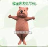 Retired Japan Quokka Kangaroo animal PVC Mini Figure Figurine Model