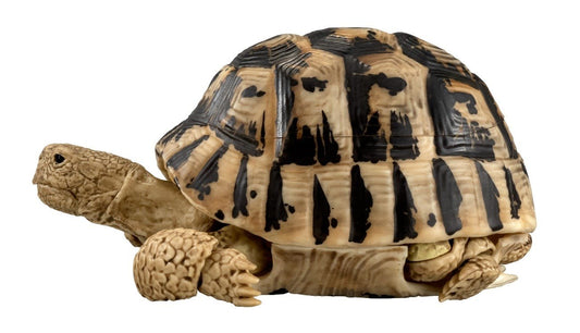 Retired Greek Tortoise Turtle animal PVC Action Figure model with joints