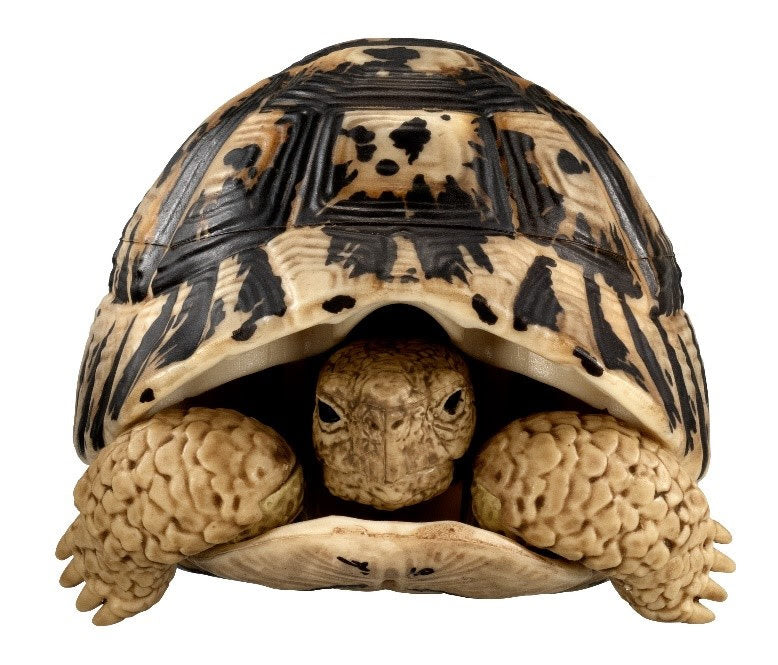 Retired Greek Tortoise Turtle animal PVC Action Figure model with joints