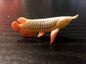 Japan Golden Asian Arowana ancient fish animal PVC mini Figure Model Figurine