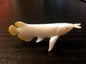 Japan Platina Asian Arowana ancient fish animal PVC mini Figure Model Figurine