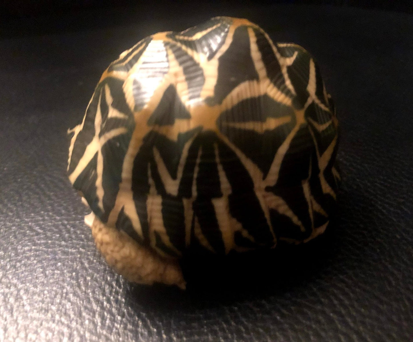 Retired Radiated Tortoise Turtle animal PVC Action Figure model with joints (normal)