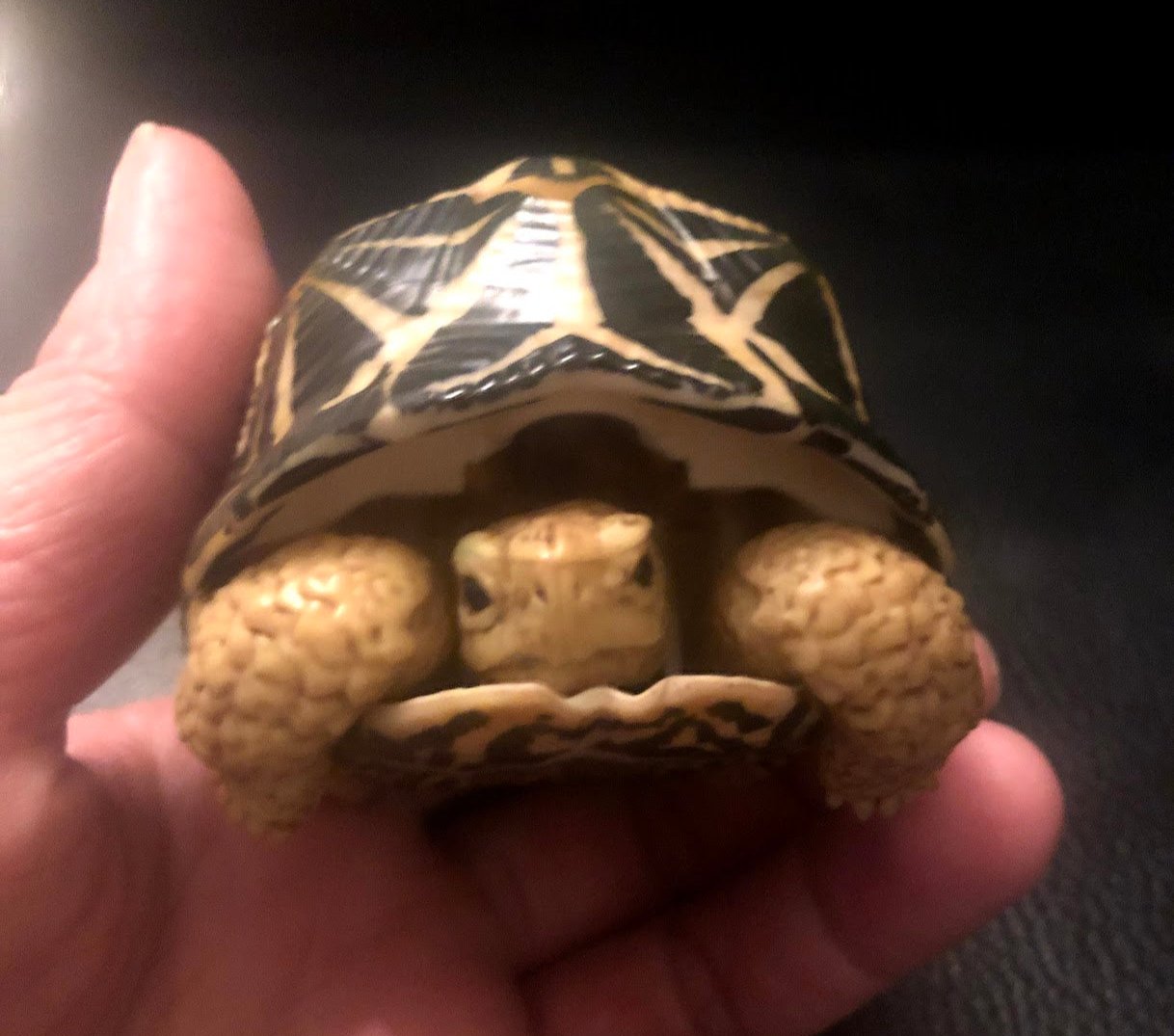 Retired Radiated Tortoise Turtle animal PVC Action Figure model with joints (normal)