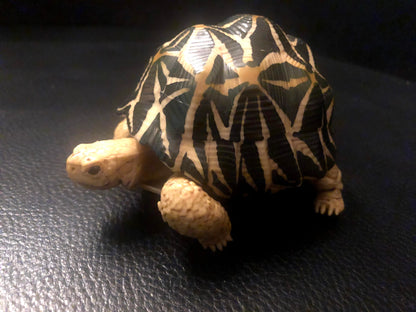 Retired Radiated Tortoise Turtle animal PVC Action Figure model with joints (normal)