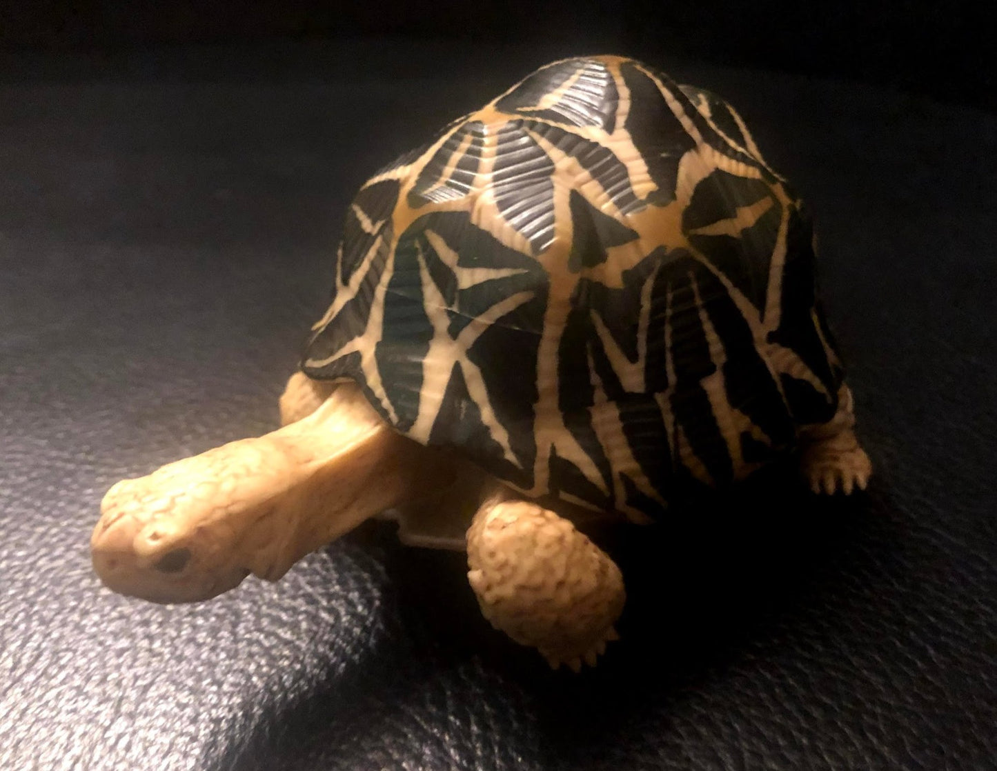 Retired Radiated Tortoise Turtle animal PVC Action Figure model with joints (normal)