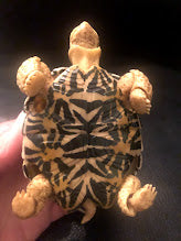 Retired Radiated Tortoise Turtle animal PVC Action Figure model with joints (normal)