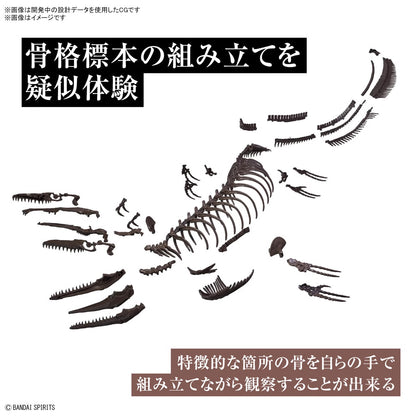 Japan 1/32 Imaginary Skeleton Dinosaur  Mosasaurus Model Kit