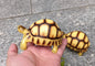 Angonoka Tortoise Resin Replica Figure Model Figurine 11.5cm 2024