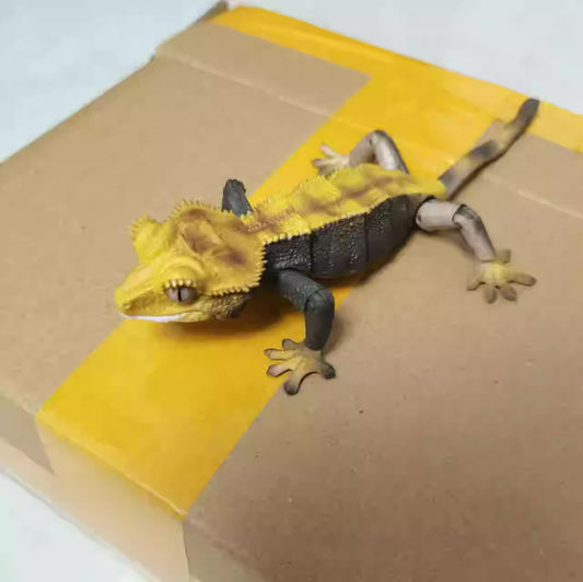 Japan Crested gecko (Bicolor) lizard PVC Action Figure model with 26 joints