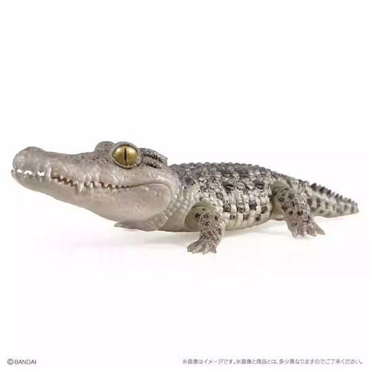 Japan Q Nile Crocodile (Pale) PVC Action Figure model with 7 joints