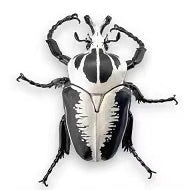 Life Size 1:1 Goliath Goliath beetle Insect PVC Figure model C