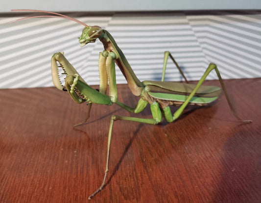 Japan Green Giant Asian mantis Adult insect (no wings) PVC Action Figure Model with 34 joints (Premium Exclusive ver.)