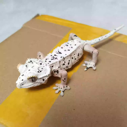 Japan Crested gecko (Dalmatian) lizard PVC Action Figure model with 26 joints