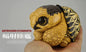 Super Q Radiated tortoise turtle Resin Replica Model Figurine Figure (pre-order)
