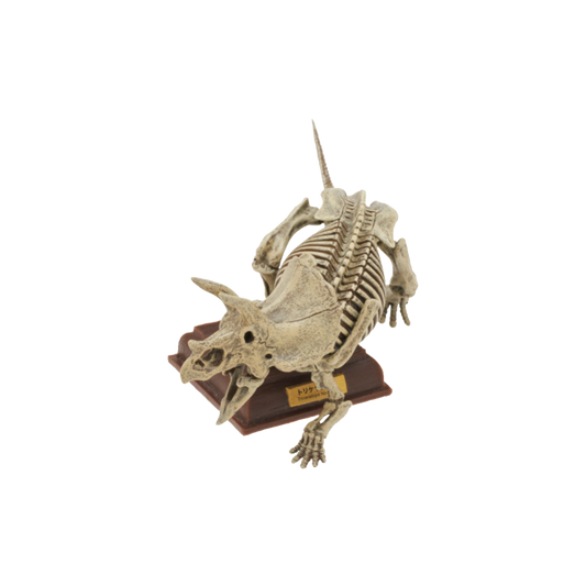 Japan Kitan Dinosaur Triceratops Skeleton Fossil (Yellow) PVC figurine figure model with base