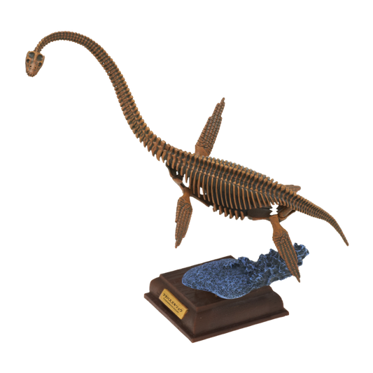 Japan Kitan Dinosaur Futabasaurus suzukii Skeleton Fossil (Brown) PVC figurine figure model with base