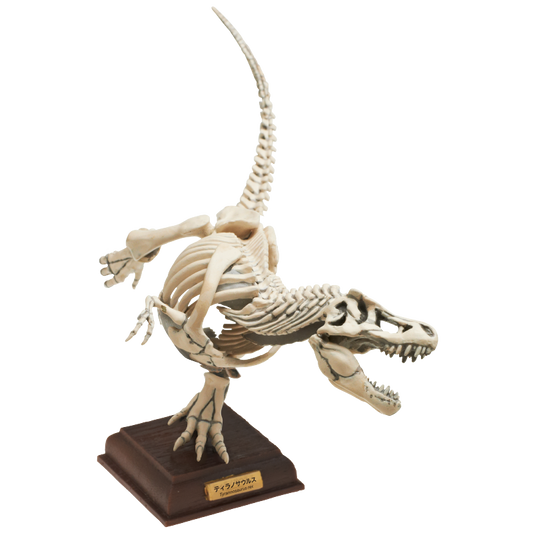 Japan Kitan Dinosaur T-Rex Skeleton Fossil PVC figurine figure model with base