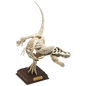 Japan Kitan Dinosaur T-Rex Skeleton Fossil PVC figurine figure model with base