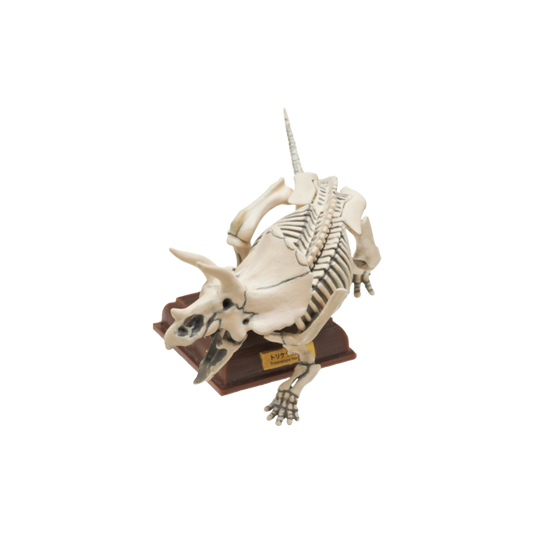 Japan Kitan Dinosaur Triceratops Skeleton Fossil (White) PVC figurine figure model with base