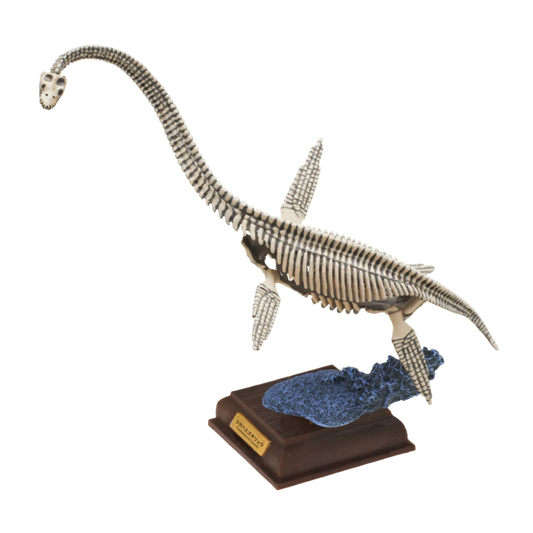 Japan Kitan Dinosaur Futabasaurus suzukii Skeleton Fossil (White) PVC figurine figure model with base