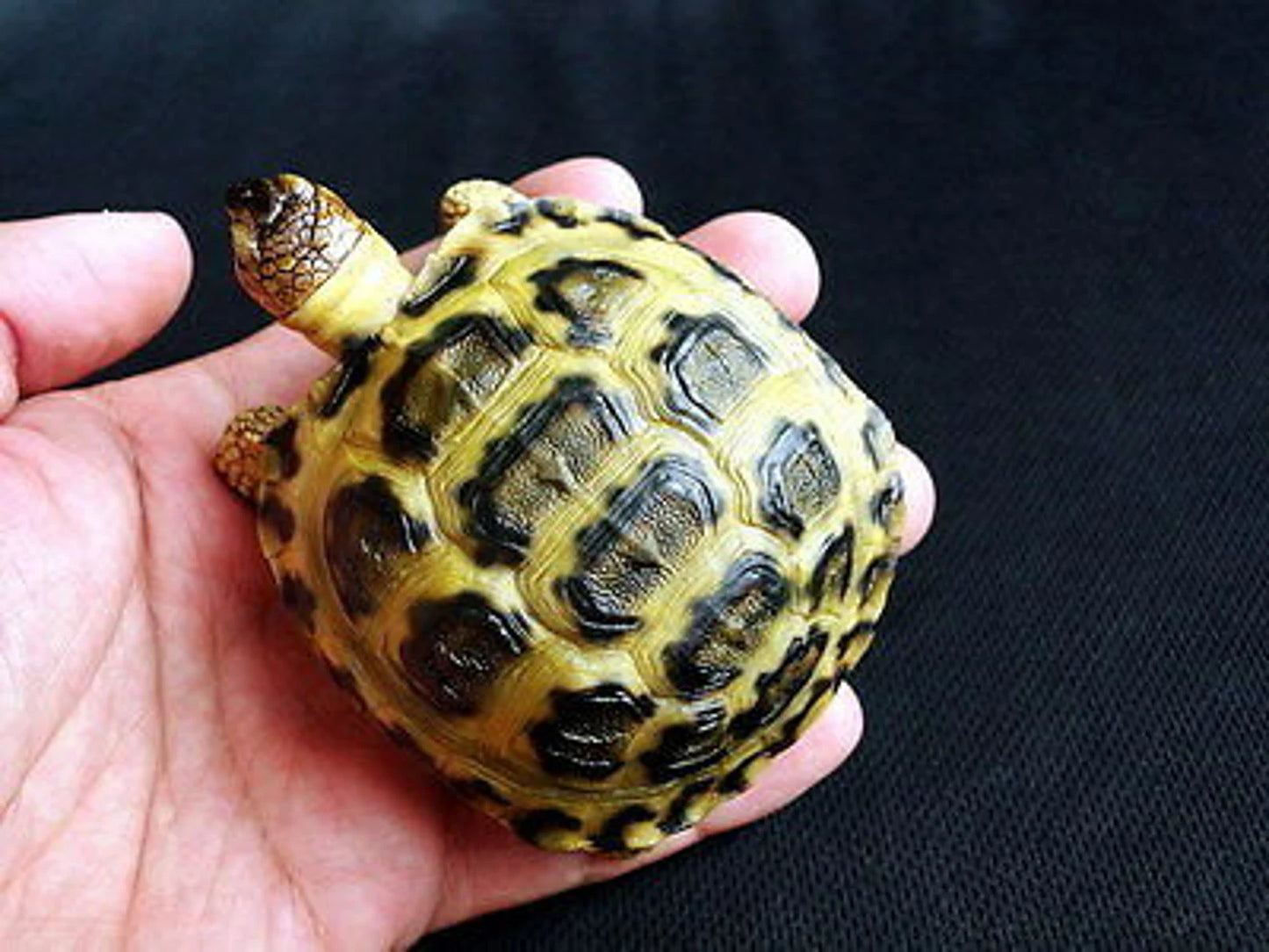 1:1 Life Size Russian 4 Tose Tortoise Turtle Replica Model FIGURINE 10cm