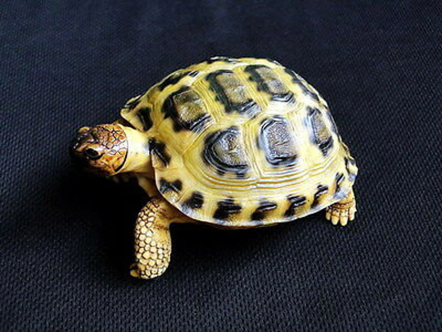 1:1 Life Size Russian 4 Tose Tortoise Turtle Replica Model FIGURINE 10cm