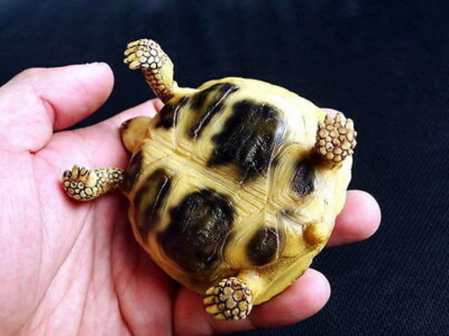 1:1 Life Size Russian 4 Tose Tortoise Turtle Replica Model FIGURINE 10cm