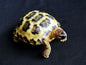 1:1 Life Size Russian 4 Tose Tortoise Turtle Replica Model FIGURINE 10cm