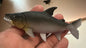 Africa Goliath Tigerfish Tiger Fish PVC Action Figure Model with Joints A