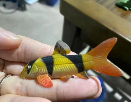 Japan Clown Loach Fish PVC mini Model Figurine Figure