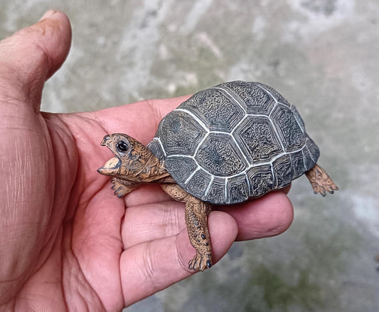 Life Size Baby Galápagos Galapagos Giant Land Tortoise Resin Replica Model Figurine 9cm