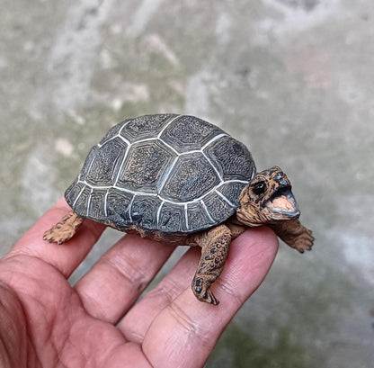 Life Size Baby Galápagos Galapagos Giant Land Tortoise Resin Replica Model Figurine 9cm