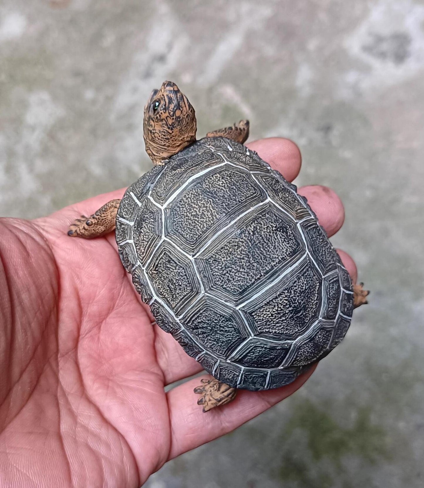 Life Size Baby Galápagos Galapagos Giant Land Tortoise Resin Replica Model Figurine 9cm