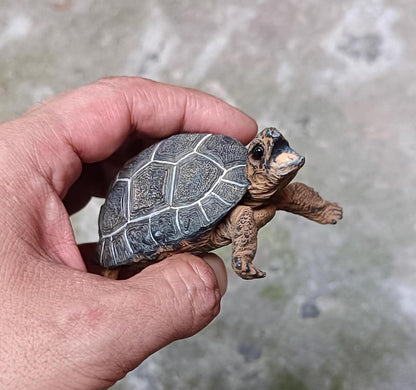 Life Size Baby Galápagos Galapagos Giant Land Tortoise Resin Replica Model Figurine 9cm