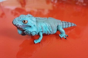 Japan Q Blue iguana lizard PVC Action Figure model with joints (10cm)