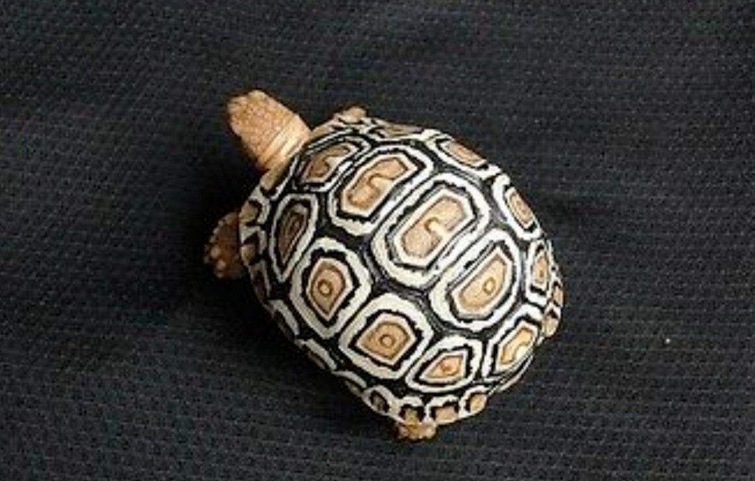 1:1 Life Size baby Leopard Tortoise Turtle Replica Model Figurine Figure