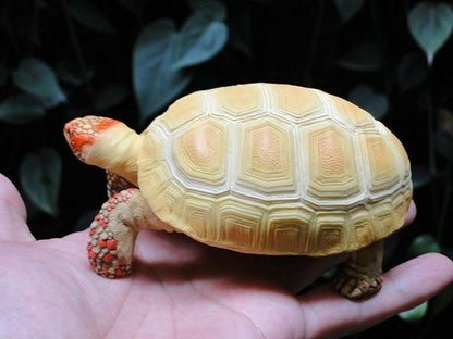 1:1 Life Size Albino Red Footed Tortoise Turtle Replica Model Figurine 11.5cm