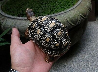 1:1 Life Size adult Dark Leopard Tortoise Turtle Replica Model Figure Figurine