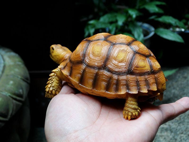 1:1 Life Size Geochelone sulcata Tortoise Turtle Replica Model Figurine 14cm