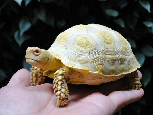 1:1 Life Size Albino Geochelone sulcata Tortoise Replica Model Figurine 14cm