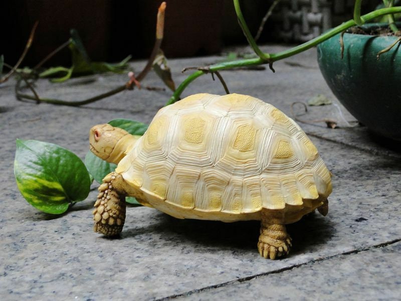 1:1 Life Size Albino Geochelone sulcata Tortoise Replica Model Figurine 14cm